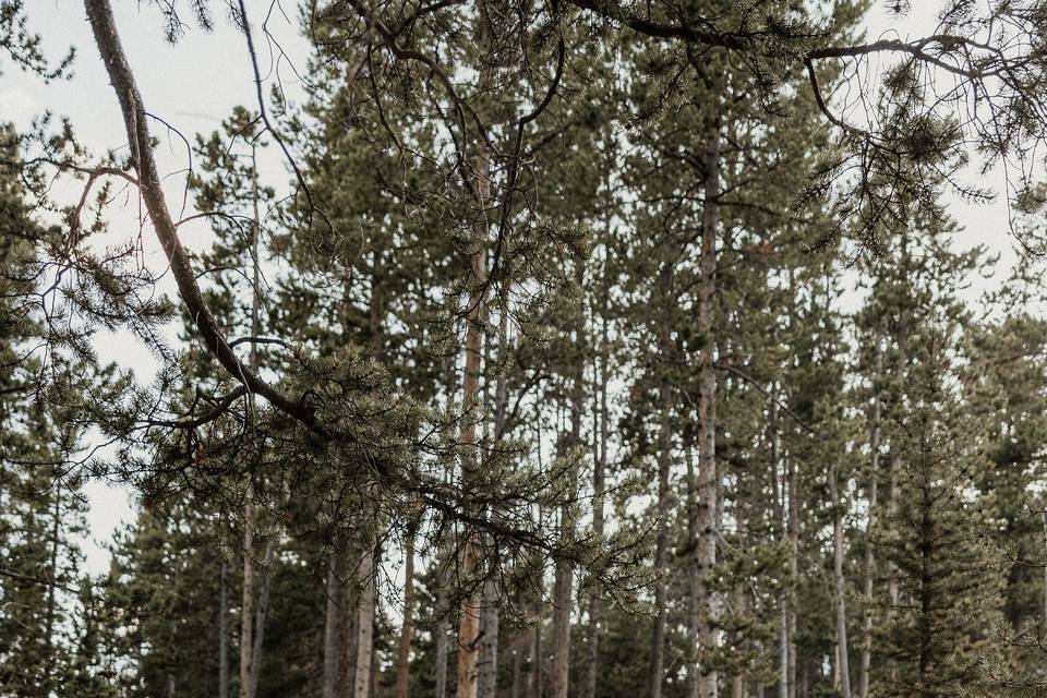 Red Lodge Engagement