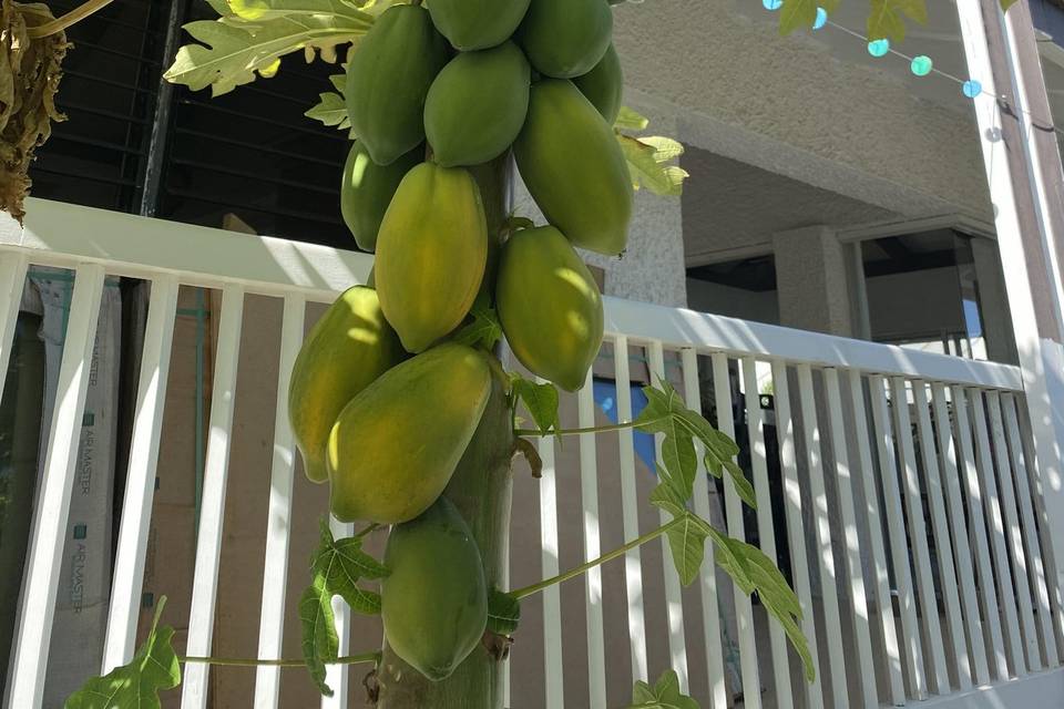 One of the many fruit trees