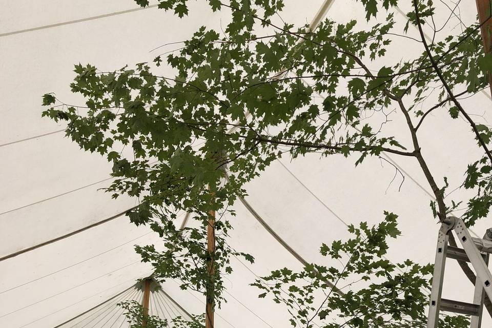 Trees inside tent