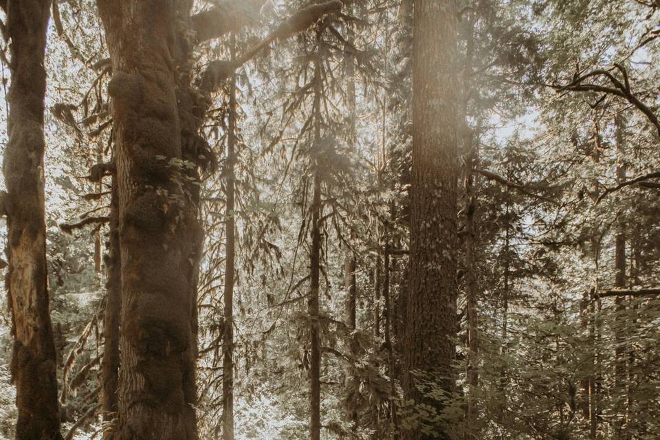 Oregon Forest Elopement