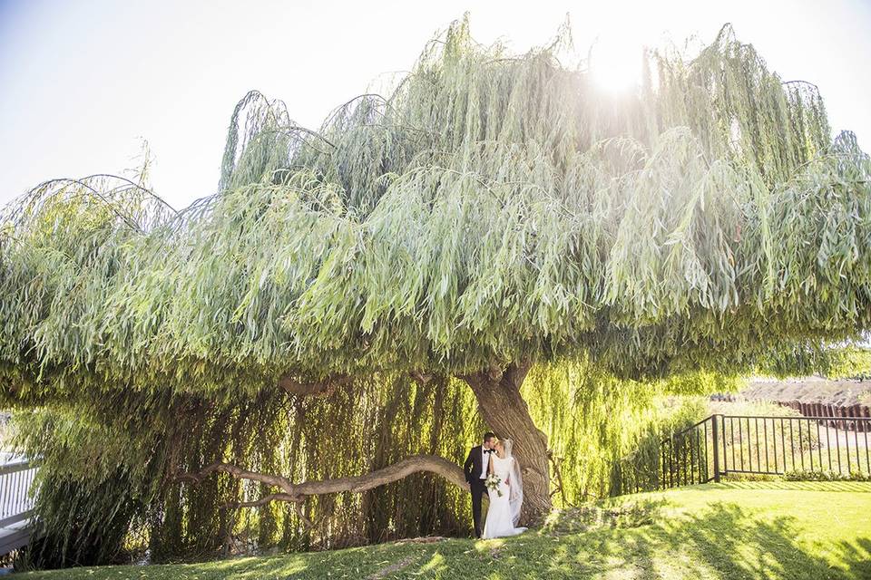 Lavanda - Willow Tree