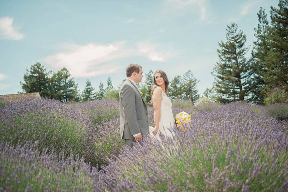 Lavender Field