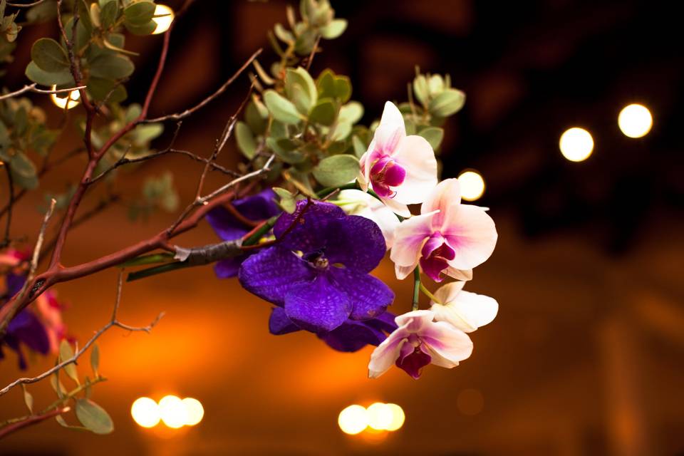 Daisy Varley Photography