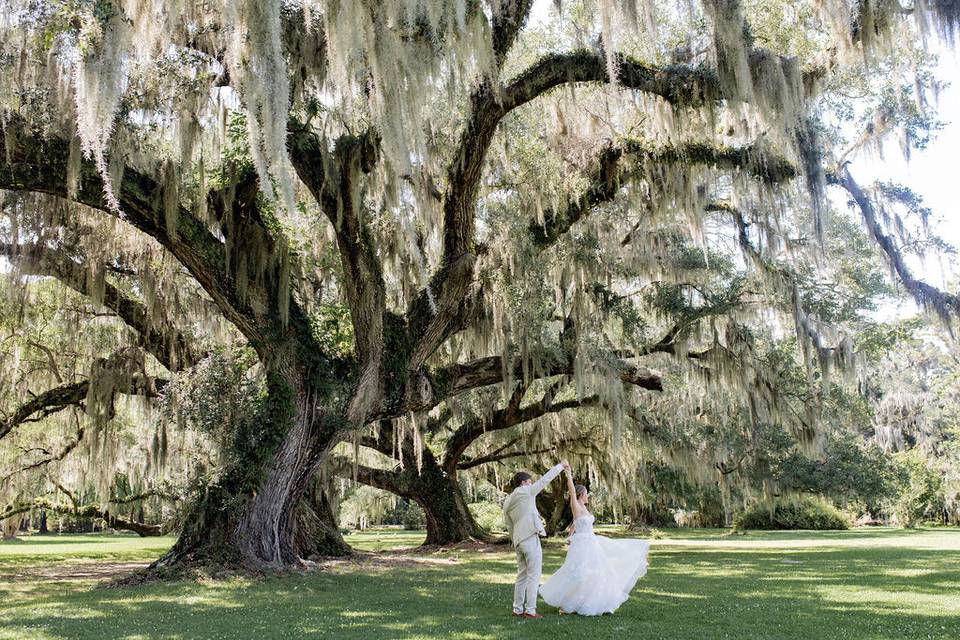 Live Oaks