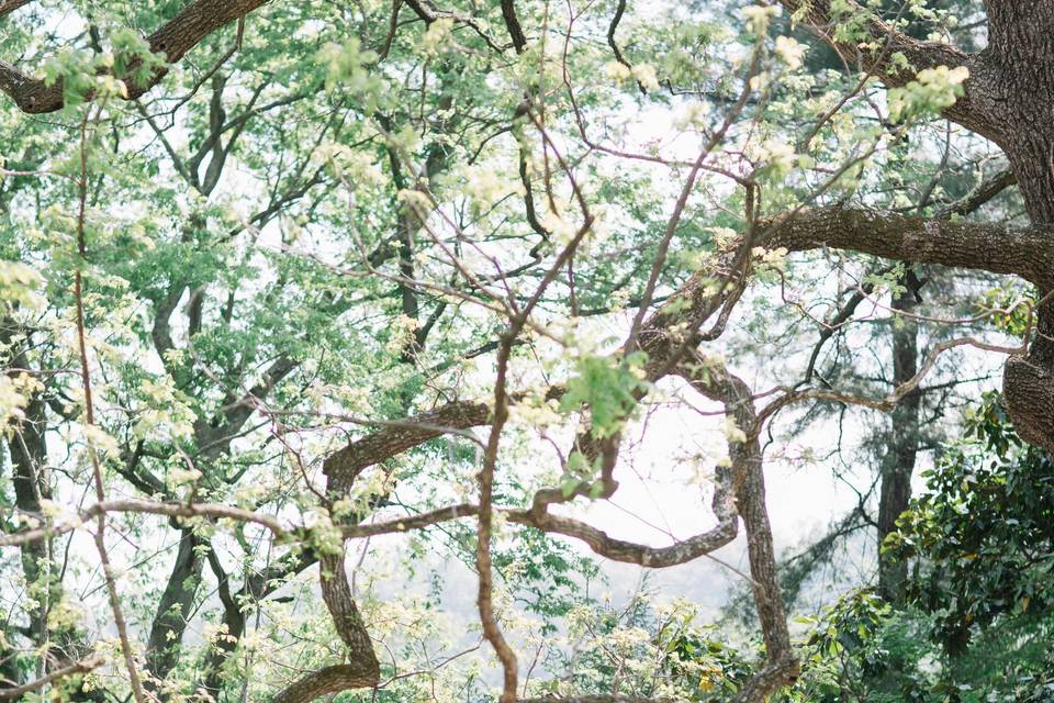 Ceremony under ancient Walnut tree