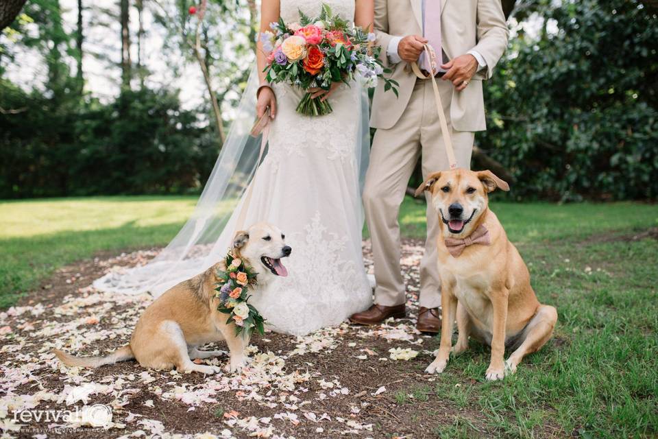 Dog Friendly Weddings