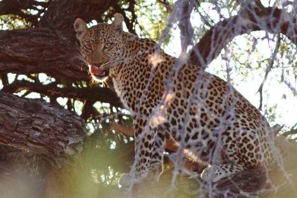 Go Africa Adventures