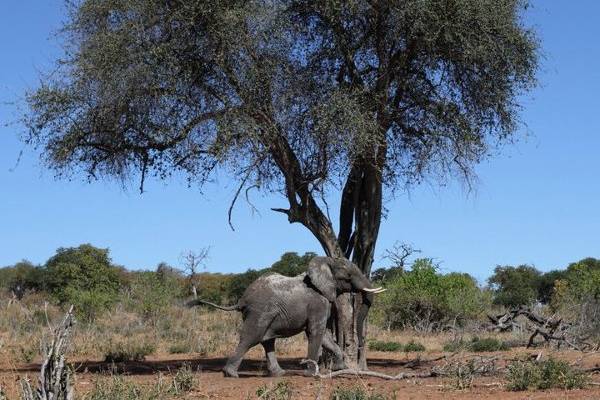 Go Africa Adventures