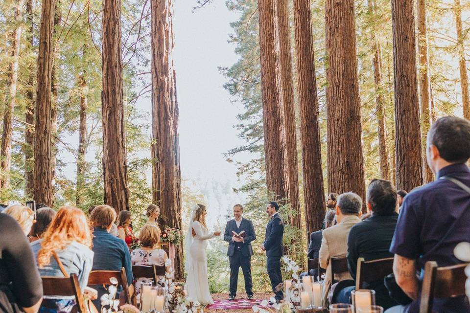 Sequoia Redwood Retreat