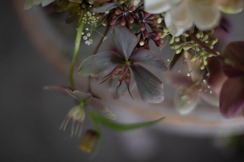 Hellebore