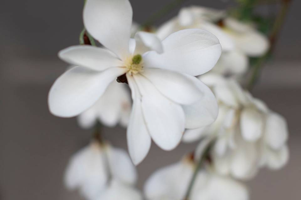 Delicate blooms