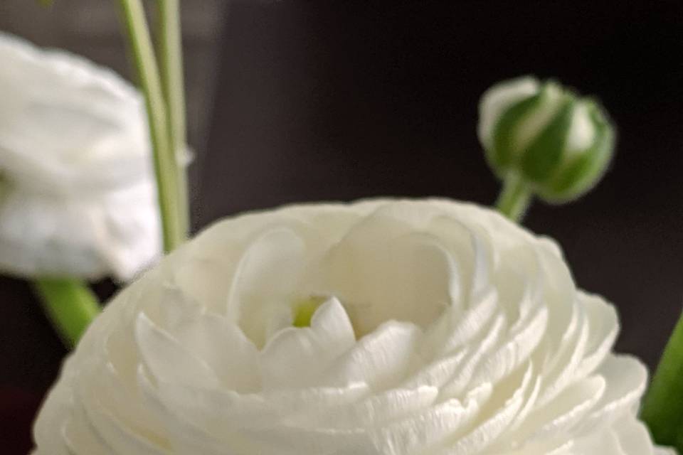 Ranunculus