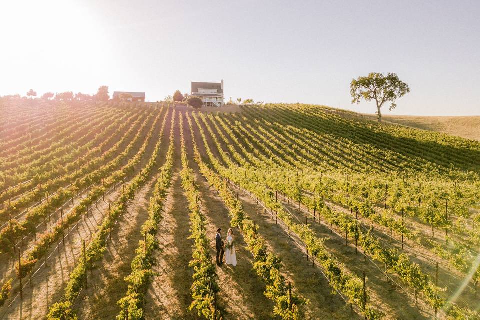 Vineyard aerial