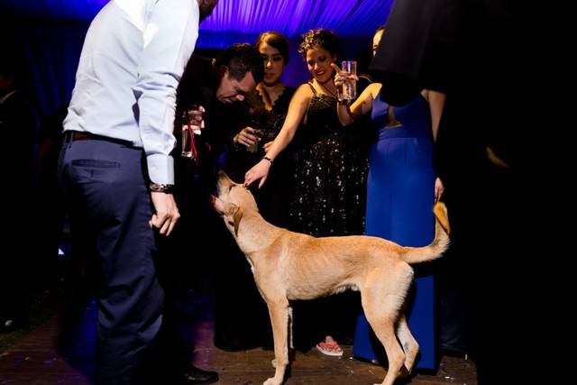 Puppy crashing the party