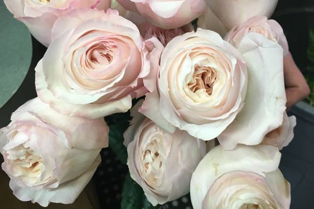 Garden roses