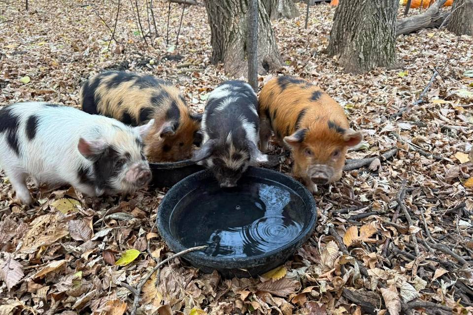 Fisher Farms and Events