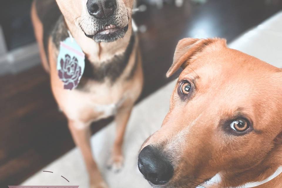 The faces of Maple & Ember