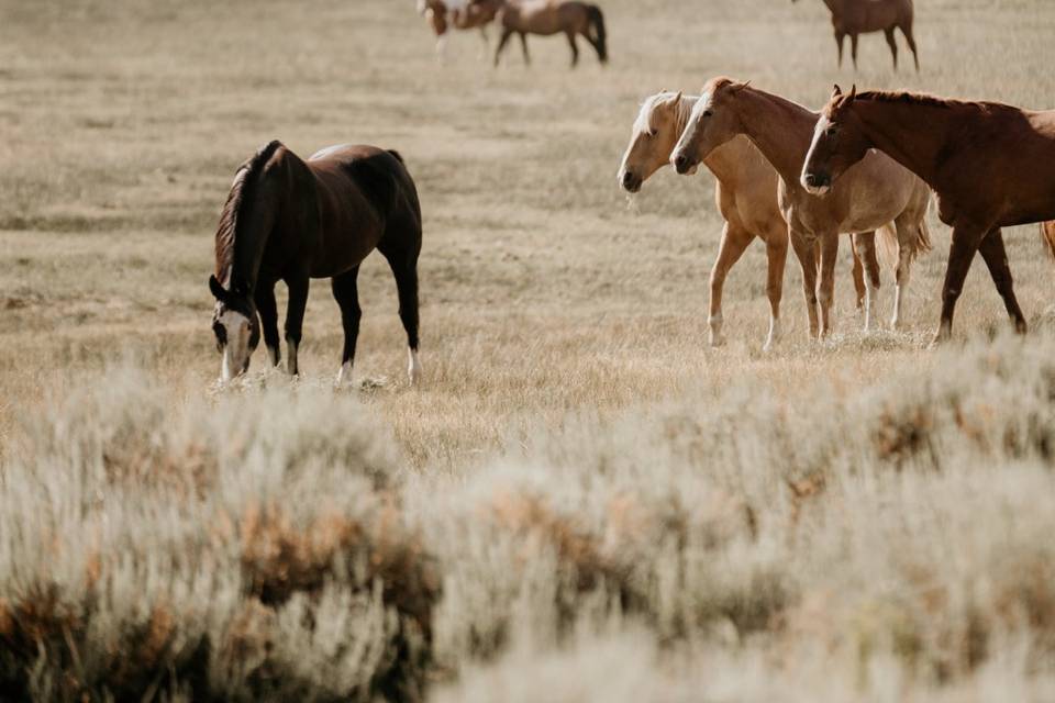 Horse Meadow