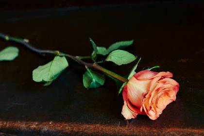 A single rose