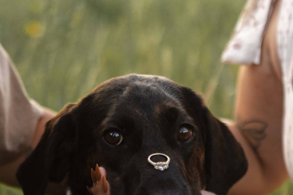 Engagement