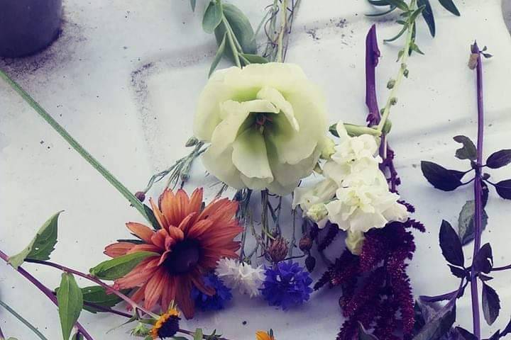 Summer blooms