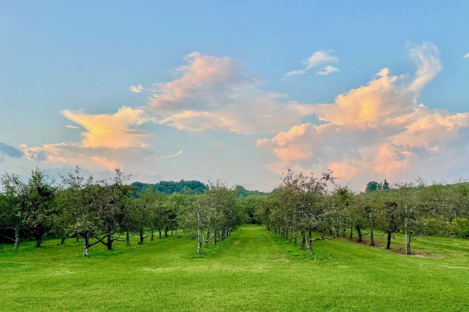 One of the orchards