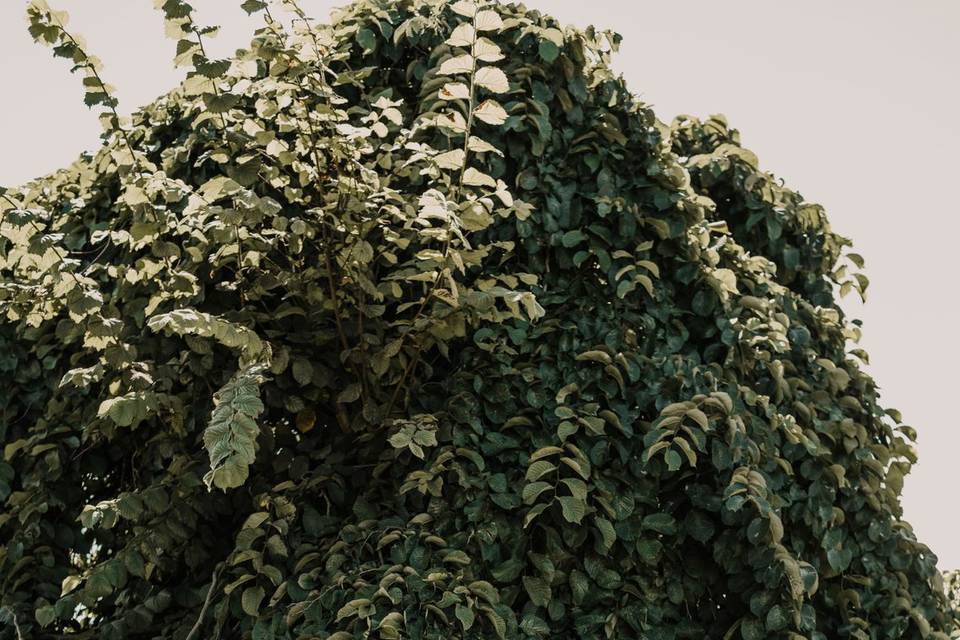 Pavilion's Camperdown Elm
