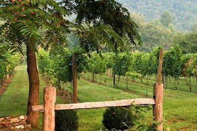 The Vineyards at Betty's Creek