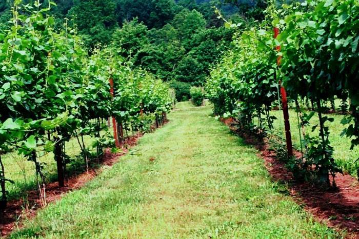 The Vineyards at Betty's Creek