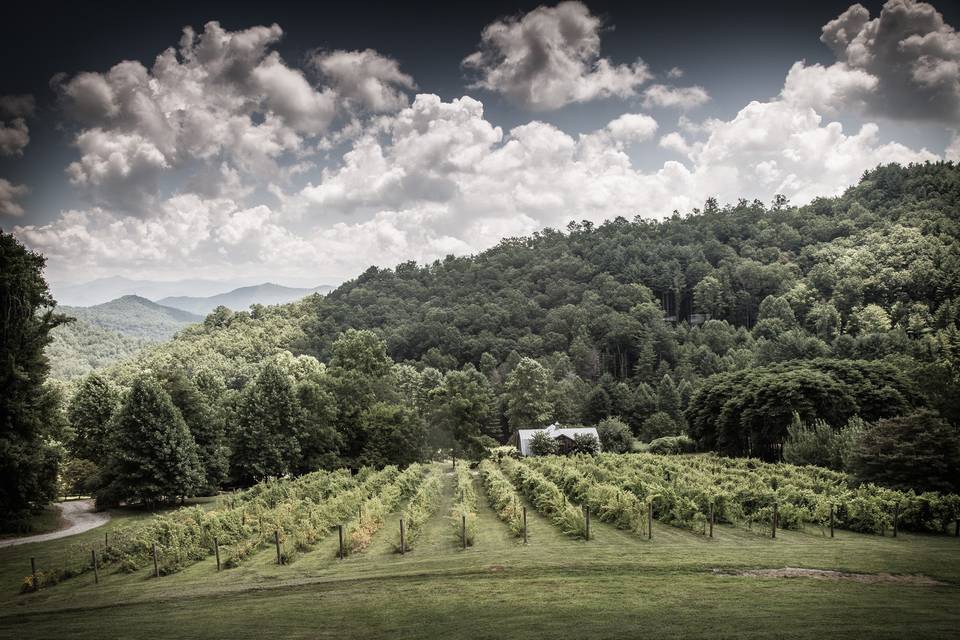 The Vineyards at Betty's Creek