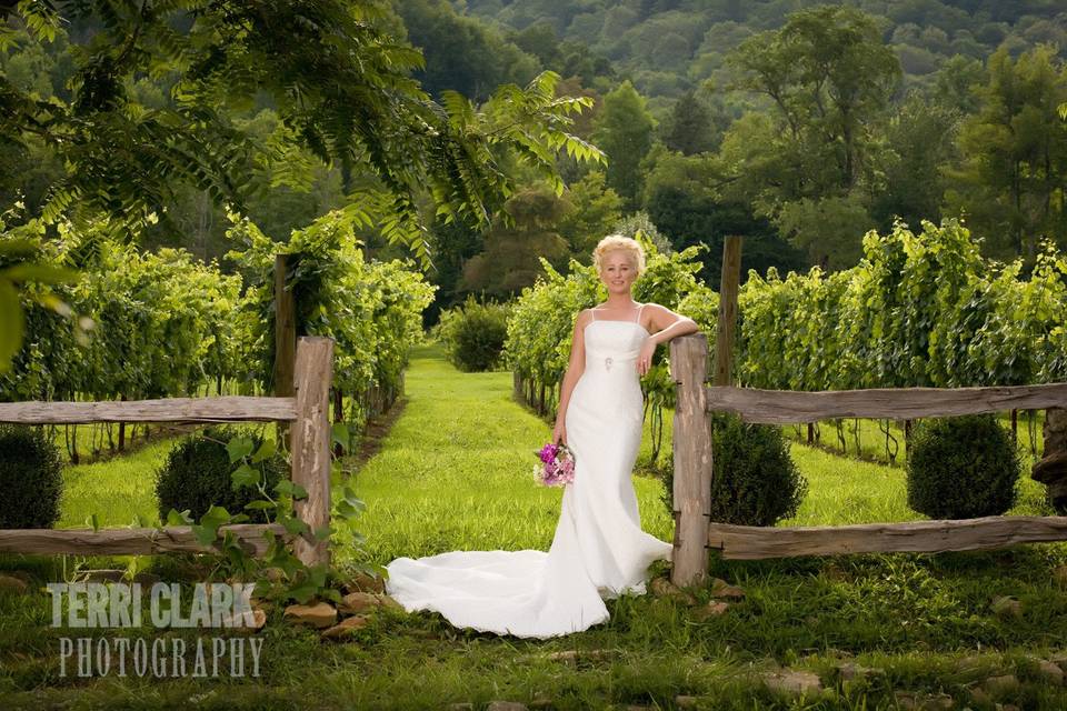 The Vineyards at Betty's Creek