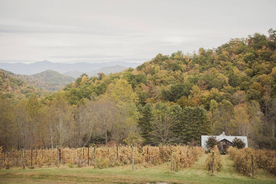 The Vineyards at Betty's Creek