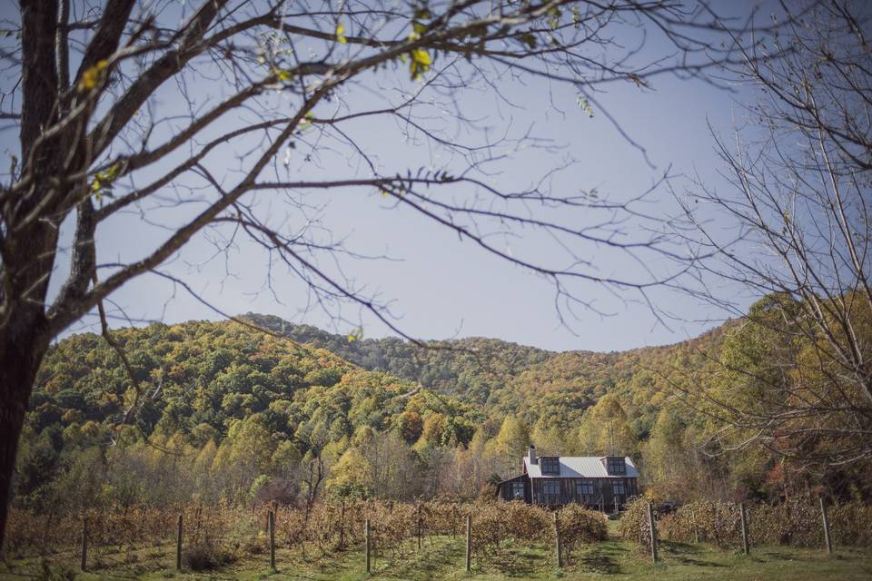 The Vineyards at Betty's Creek