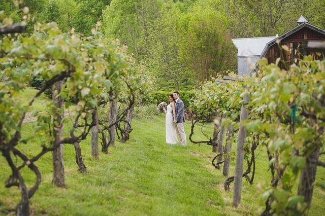 The Vineyards at Betty's Creek