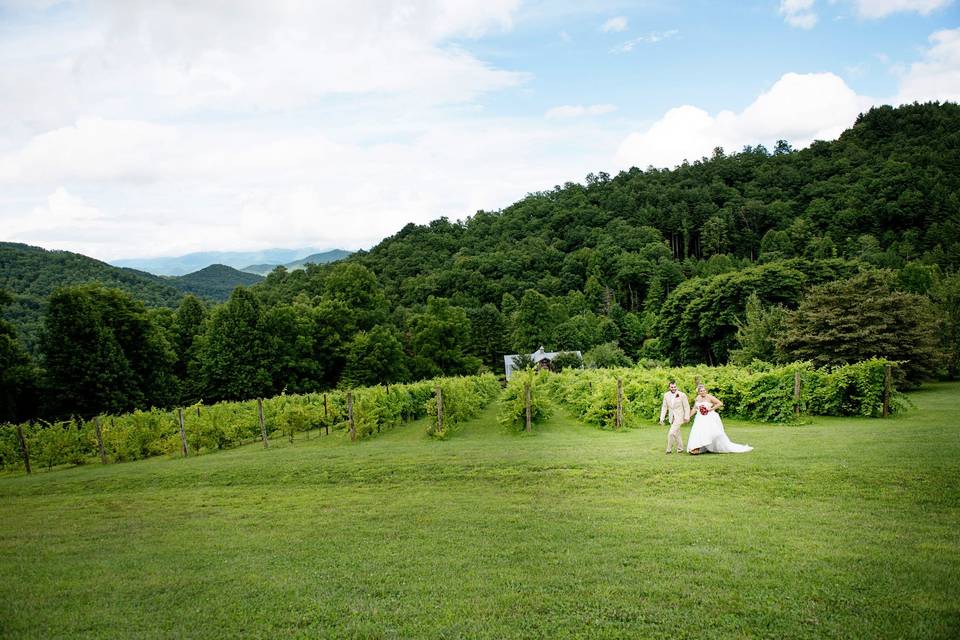 The Vineyards at Betty's Creek