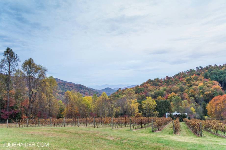 The Vineyards at Betty's Creek