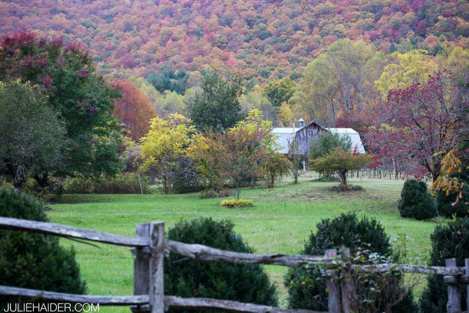 The Vineyards at Betty's Creek