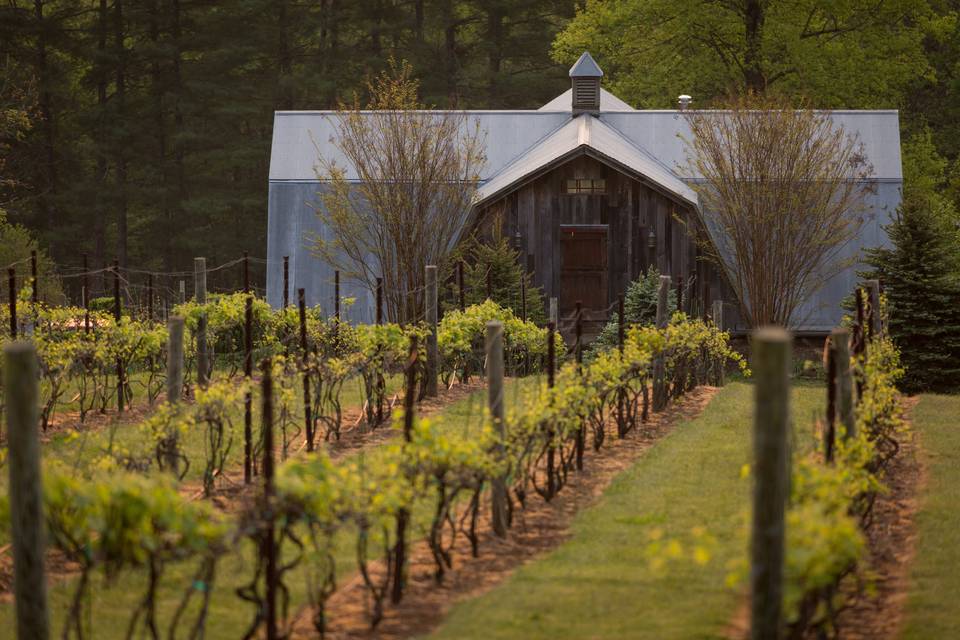 The Vineyards at Betty's Creek