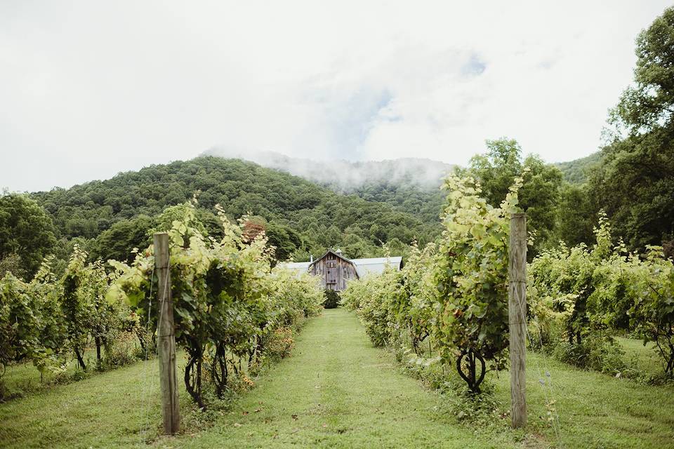 The Vineyards at Betty's Creek