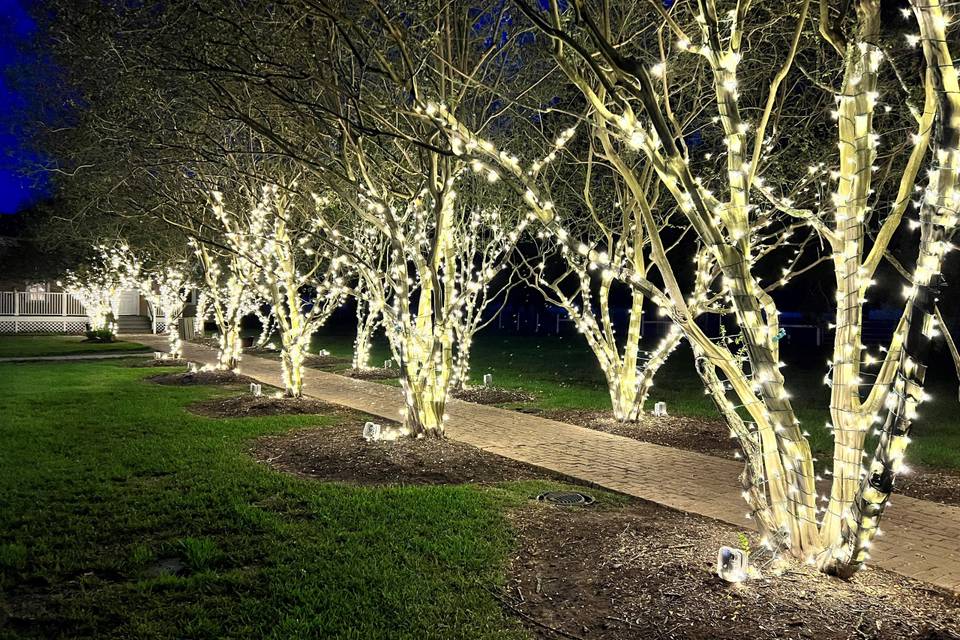 South Yard Tree Lights