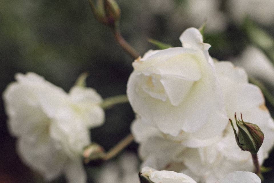 Natural Wedding Photos