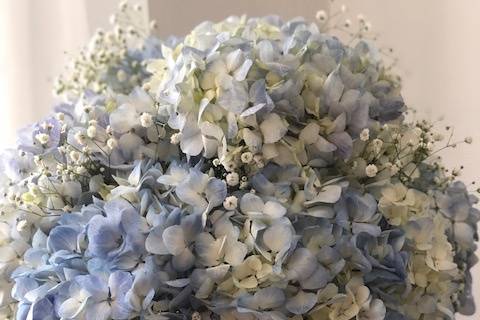 Beautiful Blue Hydrangeas