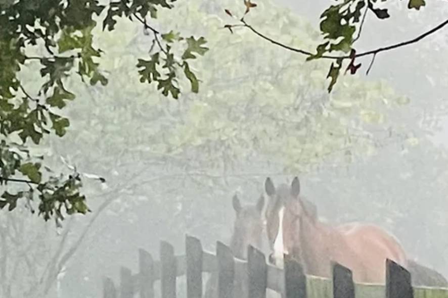 Horses in the mist