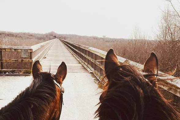 Horses on High Bridge Trail