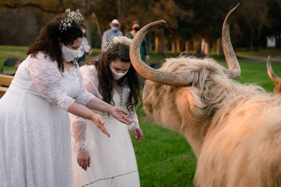 Friendly animal welcomings