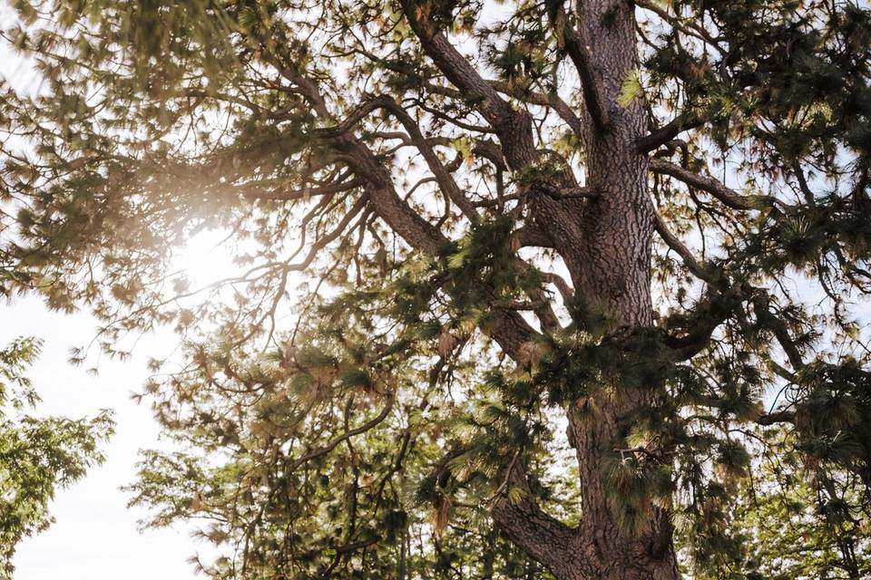 Ainsworth Intimate Wedding