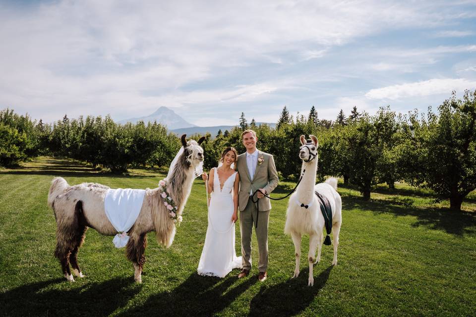 Mt. View Orchards Wedding