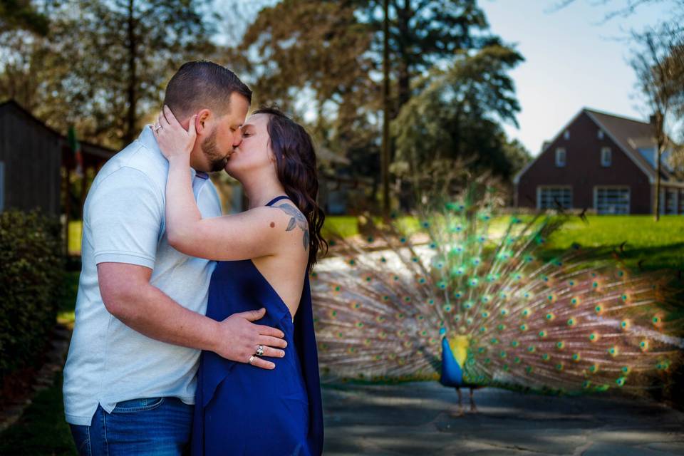 Peacock at their Engagement