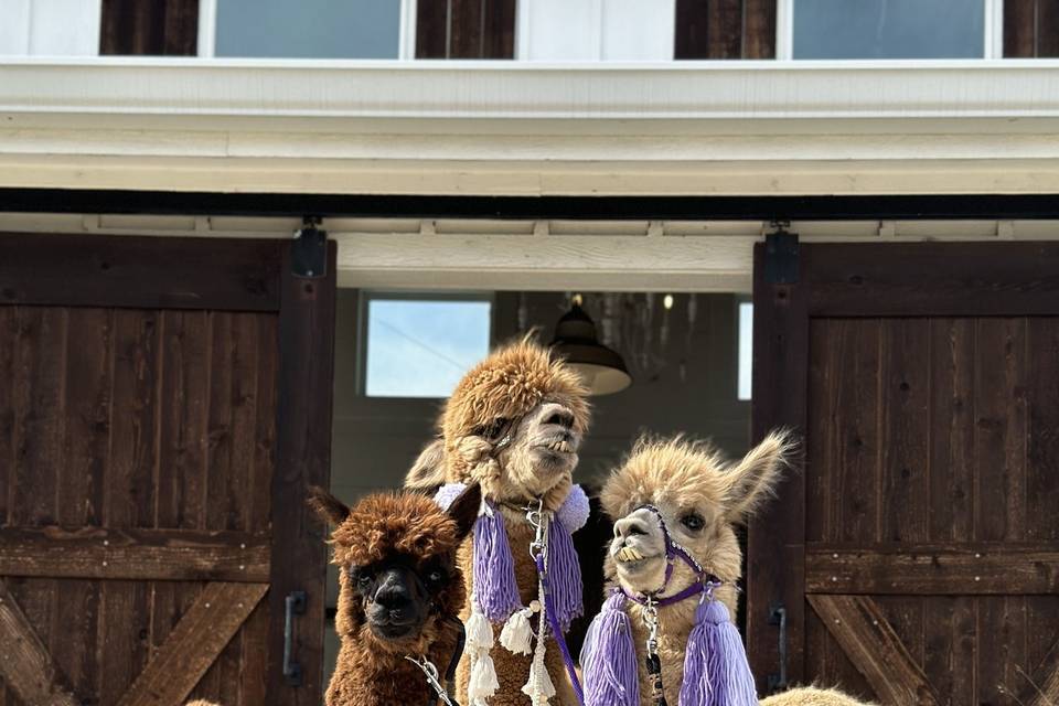 Alpaca Wedding Party