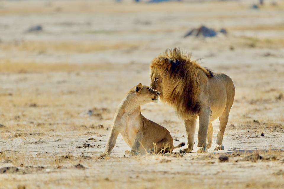 Mating lions